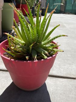 Succulent