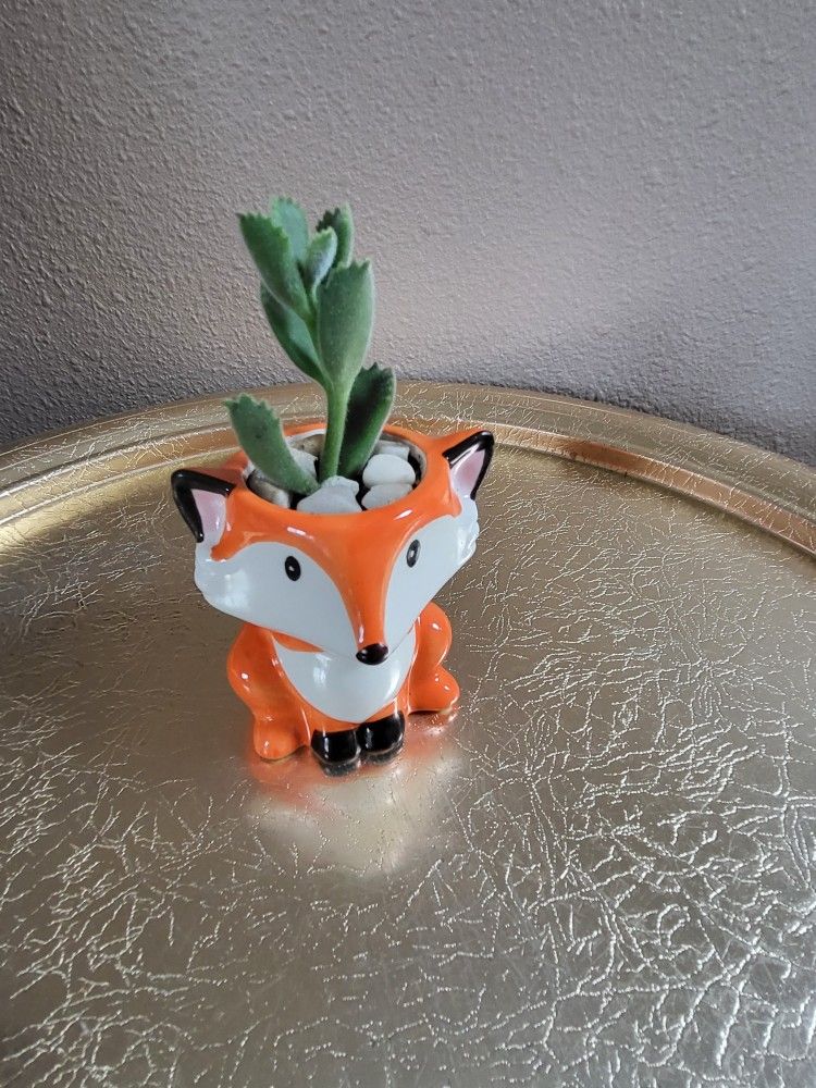 Bear Pows in a fox planter. 
