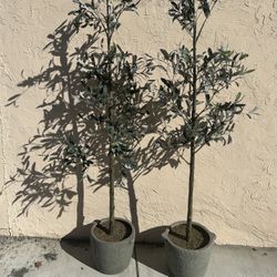 Olive Trees
