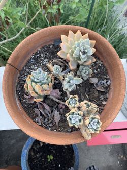 Low Maintenance Plants $12