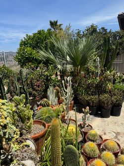 Wide variety of cactus and succulents plants