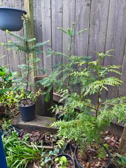 Various baby trees (includes the pot)
