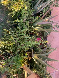 Nice Selection Of Plants