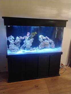 130 Gallon Salt Water Fish Tank