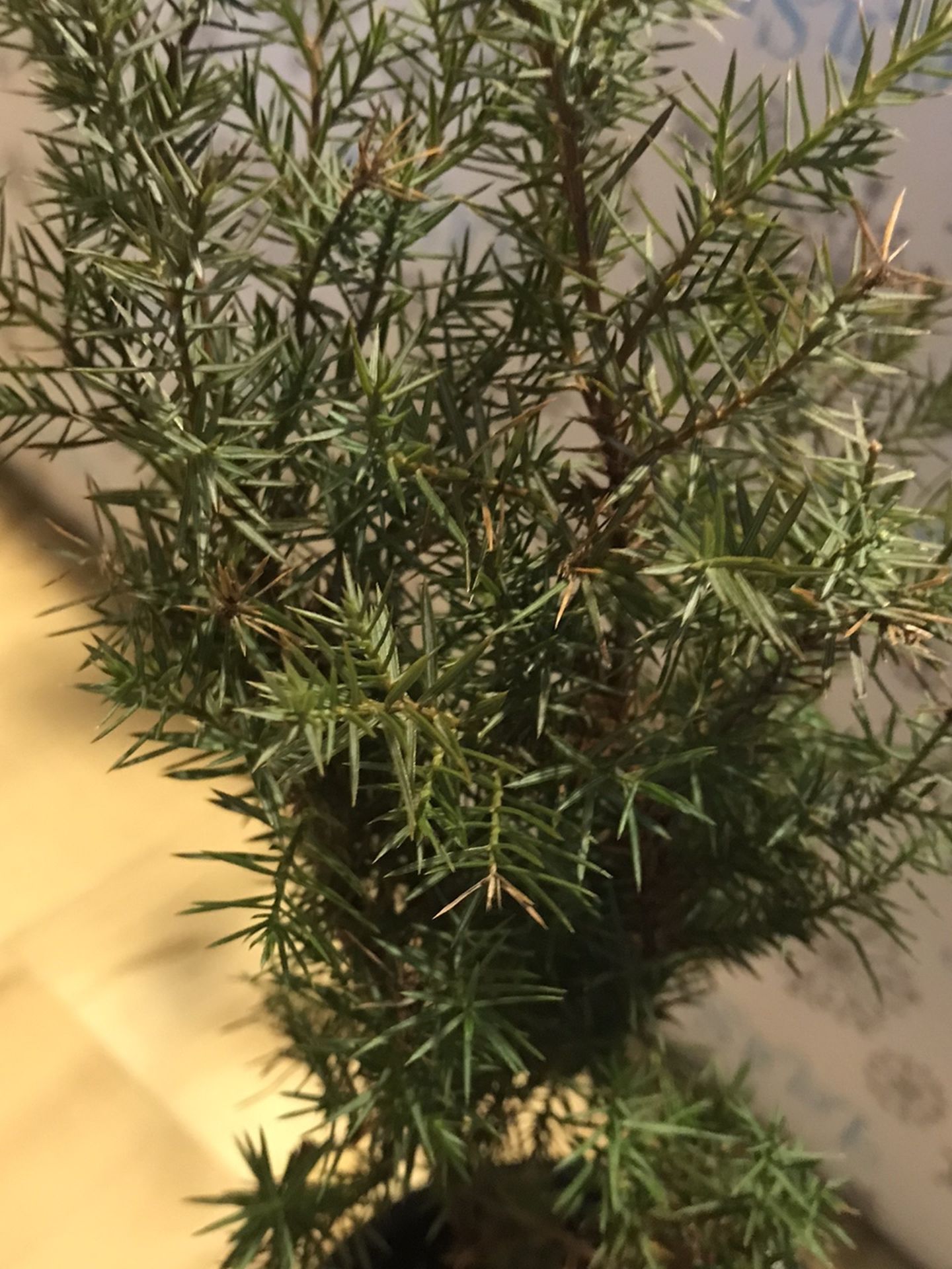 1 Live Juniper Plant In Pot
