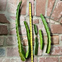 Dragon Fruit Cuttings Red Flesh Variety 5 For $10 Tap See More for All Info 