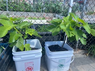 Fig tree starter plant