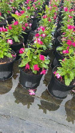 Vinca - 1 Gallons