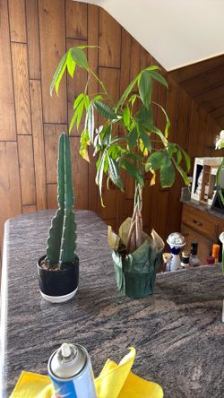 2 plants as is