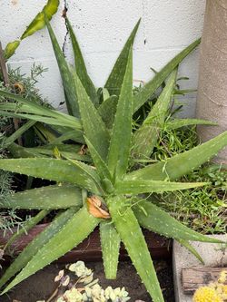 Large Aloe Vera Plant