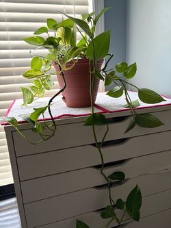 Philodendron Pothos Live Green Plant in Self-Watering Pot
