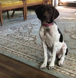 Area rug- pending pick up