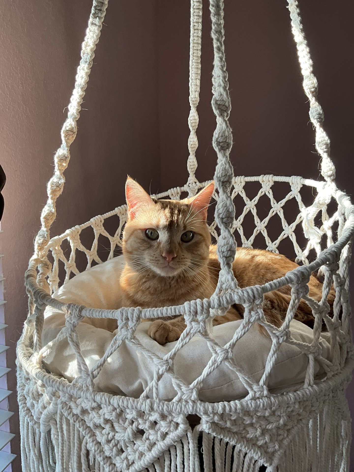 cat hammock bed 