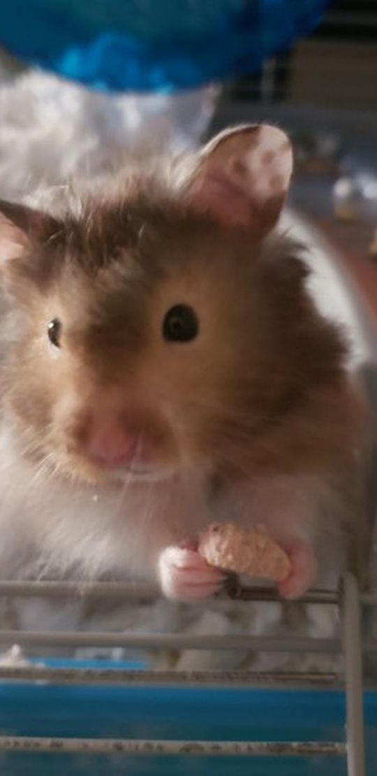 Hamster With Cage! Good Boy!
