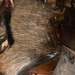 Baleen Teeth 