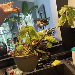 Multiple Plants in one
