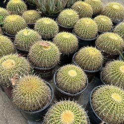 Echinocactus grusonii, golden barrel cactus, golden ball or mother-in-law’s cushion 