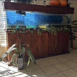6 Foot Aquarium Fish Tank 