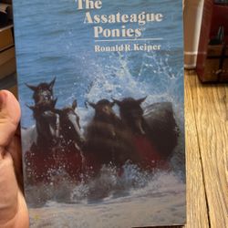 The Assateague Ponies 