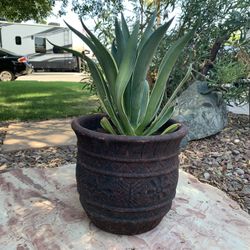Smooth agave plant in clay pot