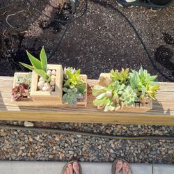 Succulent arrangements