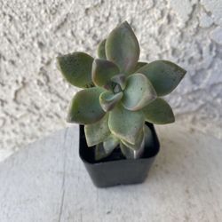 2 Inch Pot Succulent Plant - Graptosedum Ghosty - Rooted & Established - Drought Resistant 🪴 Great as Baby Shower or Wedding Favors 
