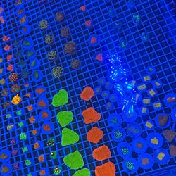 Saltwater Decorations 