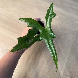 Alocaisa sulawesi ep (narrow Sabrina)