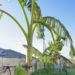 Banana Trees (Musa Basjoo) Various Sizes