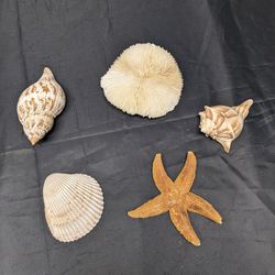 5 Shells/Starfish