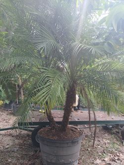 Robellini Palm 7-8ft Overall 🌴 $250