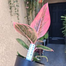 RARE. Aglonema KHANZA Plant $28