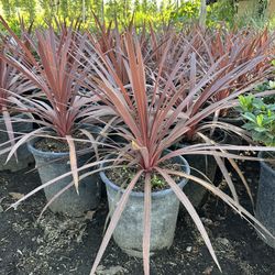 Cordyline