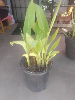 Canna Lily