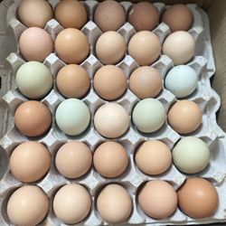 Fresh Organic Eggs For Sale