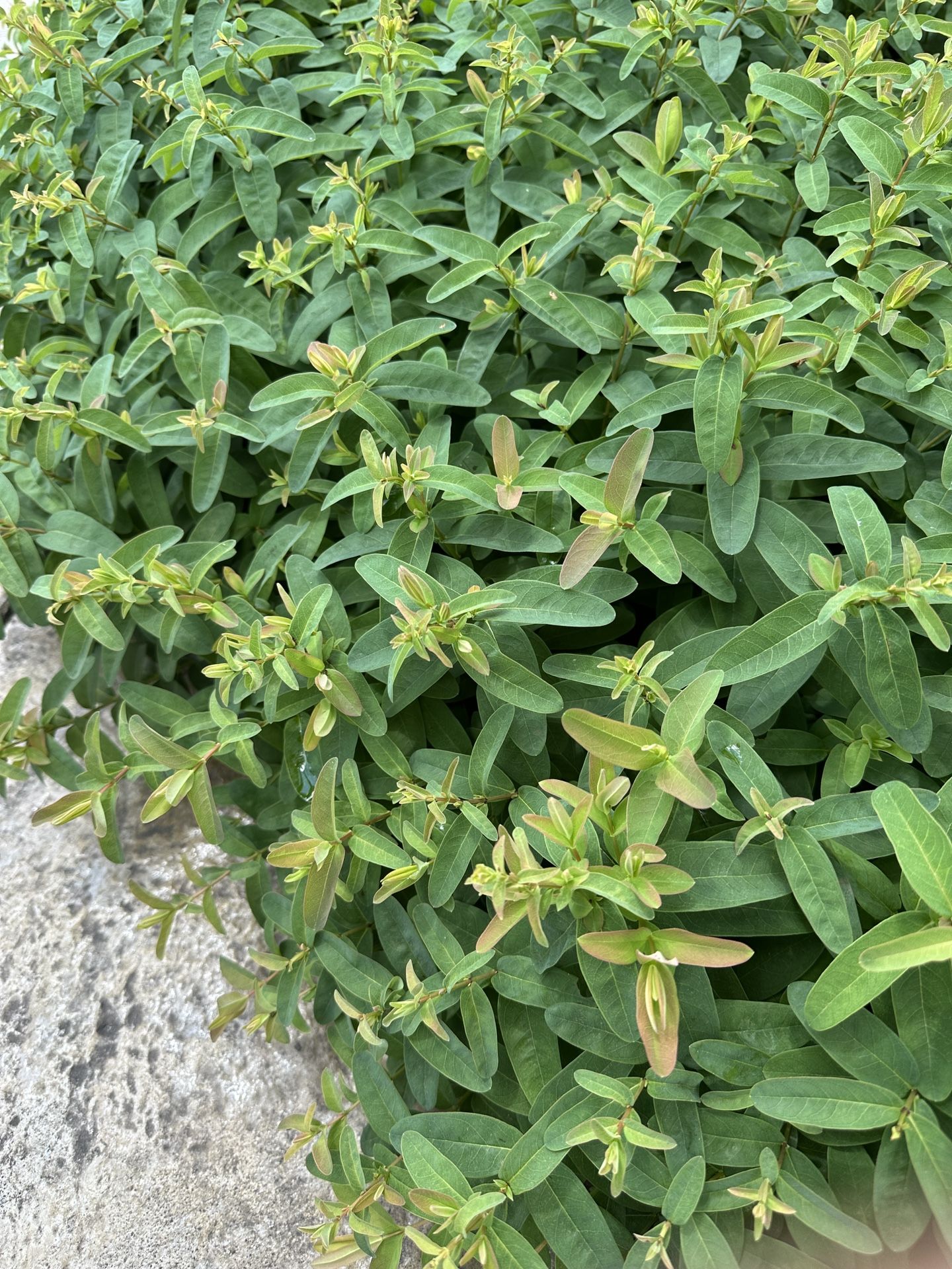 Plant Swap. St John’s Wart For Another Perennial