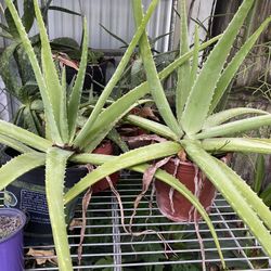 Aloe Vera