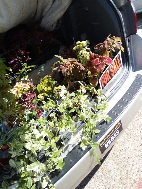 Plants $10 Each