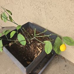 Lemon Plant