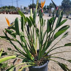 Bird Of Paradise