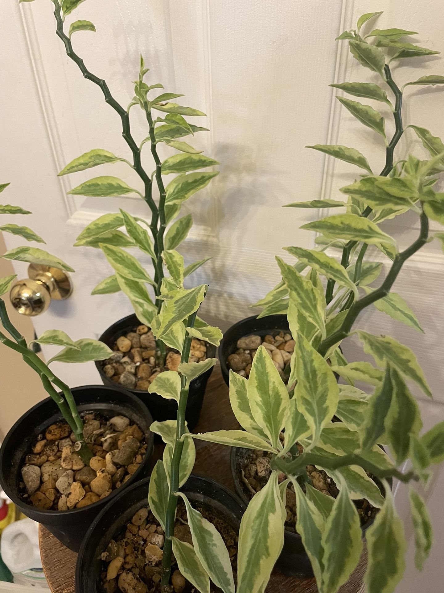 Zig Zag Cactus | Aka Devil’s Backbone | Grows 10 Feet Tall | 15% Off With Local Pick Up