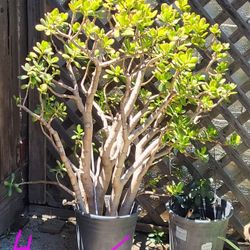 Giant Jade $20 