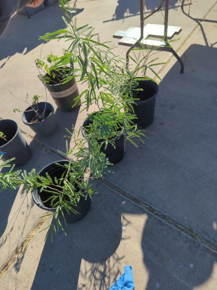 Mesquite Trees UPDATED PHOTOS AFTER WINTER