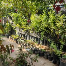 Fruit Trees