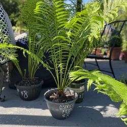 Ostrich Fern 3 ft. Tall 
