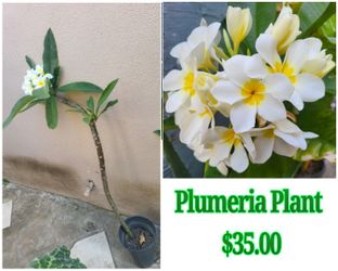 Plumeria plant