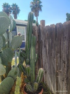 Beautiful cactus very clean plant