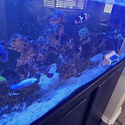 Salt Water Aquarium