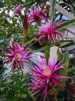 Connie Mayer Flowers Fruit 