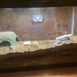 Hermit Crab Terrarium Setup – Ready-to-Go Habitat
